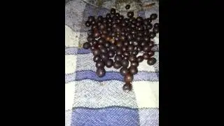 Scarifying canna seeds before soaking (Day 0 - 12th Feb 2015)