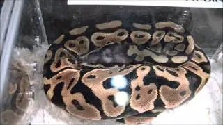 NARBC Tinley Fall 2014  - Scaleless Head at Brock Wagner Reptiles