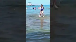 Анапа. Акула, акула... 😂🤣🤣🤔🦈