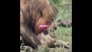 Scarface vs crocodile 🐊  King.#lion #animals #wildanimals .