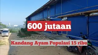 600 jutaan Kandang Ayam Broiler Close House Populasi 15 ribu ekor episode 14 #KelilingKandang