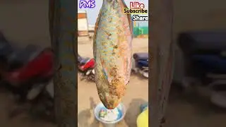 Blue diamond#బంగారు తీగే#రాములు చేప#parrot fish#prasad uppada