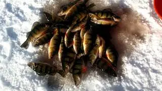 Big perch action wolf river 1-9-18