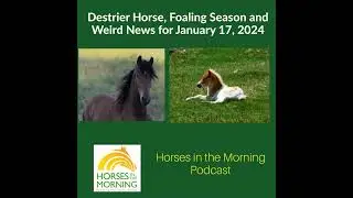Destrier Horse, Foaling Season and Weird News for January 17, 2024