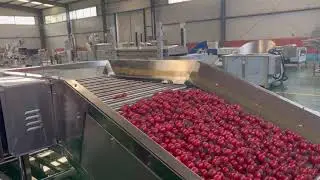 Cherry tomatos sorting machine test