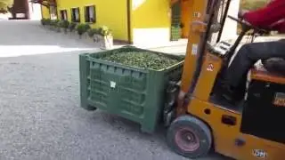Evo del Borgo - Come nasce il nostro olio