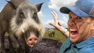Too Close! HAIRY and SCARY Bearded Pigs of Borneo!