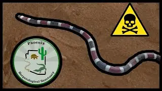 Arizona Coral Snake!