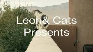 3 Funny Cats Playing with String
