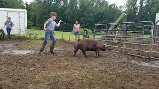 Jackson Keck Duroc Barrow 2020