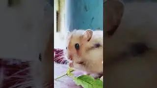 Cute Hamster | Herbal chew | ❤️   #shorts #cute #hamster #peaceful