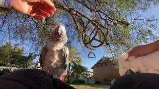 Just chilling today #rescueparrots #africangrey #cockatoo #parrots Beaks Parrot Rescue