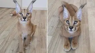 Cute Caracal Cat Twitches His Ears