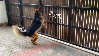 German Shepherd Dog Barking | 1 year 11 months old (Alveen)