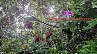BIKA - Harvesting Philippine Wild Grapes 🍇 Turn it into a Delicious Jam