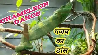 chameleon animal dance | chameleon dance on the tree | chameleon dance challenge