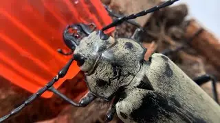 蓬萊擬鍬形蟲 Trictenotoma formosana ｜𝐓 𝐇 𝐘｜昆蟲｜攝影｜ #shorts