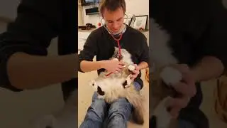 She loves the stethoscope 🩺 #cats #shorts
