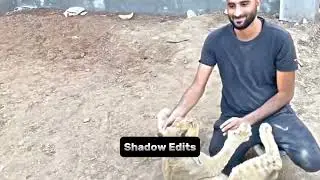 Pakistan Best Pet Vlogger ❤️ @shehrmaindihat @TurabSabtain