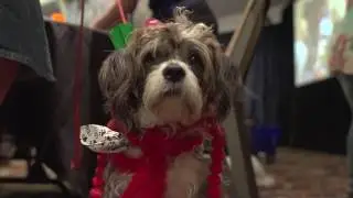 BlogPaws Conferences Are Pet Friendly!