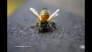 Guard Bees