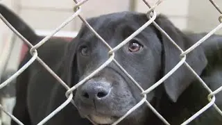 Cadddo Bossier Animal Control