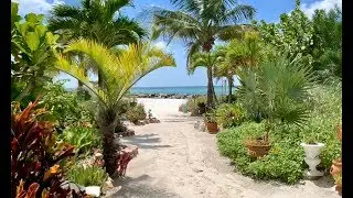 Secret palm tree garden and feeding the birds St Pete Beach 2020
