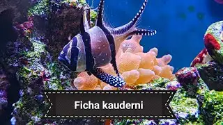 Pterapogon Kauderni / Mantenimiento, desembuche y cria
