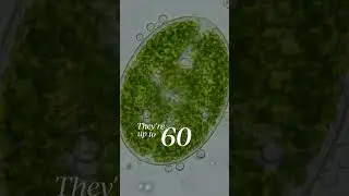 Scientists Created 'Liquid Trees' and they're 60X More Efficient at Producing Oxygen!