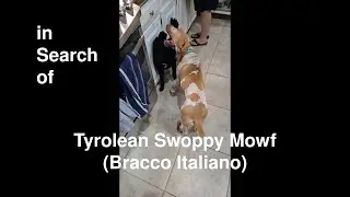 TSM - The Tyrolean Swoppy Mowf