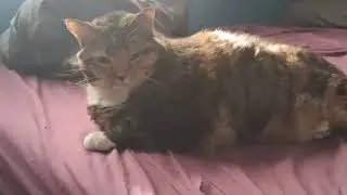 Adorable Cat Shows Off Her Paw! Too Cute to Handle 🐾