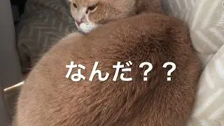 猫をただただ見守る動画　猫の寝る姿、座る姿、鳴き声をのんびり楽しんで！26年2月3日