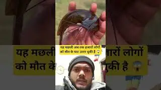 #fishing #fishboat #fish #insects #facts #nature #ocean #fishinglife #boating #sailfish #shorts