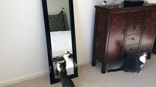 Cats & Kittens and the Mirror