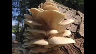 White Oyster Mushrooms, Pleurotus pulmonarius