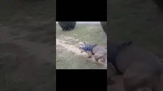 Watch this dog's incredible fetch skills!#dogfetch #amazingagility #playfulpup #fetchfun