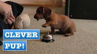 Cute Puppy Learns New Trick || FirstTimeVideos