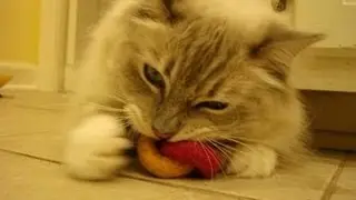 Hauspanther Lynks Felted Wool Cat Toys - Modern Cat Studio Cat Toys - ラグドール Floppycats