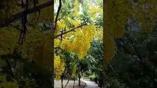Cassia fistula yellow flower decoration ideas 💡 the Indian origin trees 🌴 #indian #cassiafistula