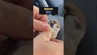 This Tiny Sparrow Broke My Heart #bird