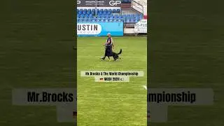 Mr.Brocks at The World Championship Germany 🇩🇪 WUSV 2024 🇰🇼 #dogtraining #germanshepherd