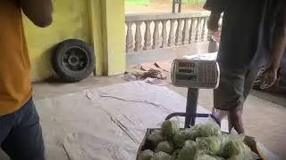 Homestead Income: Simple Trick for Guava Packaging _FarmersLife _Shorts