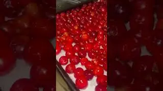 Get er done! #cherries #pie #cooking #freezing #freezedryer #youtubeshorts #shorts
