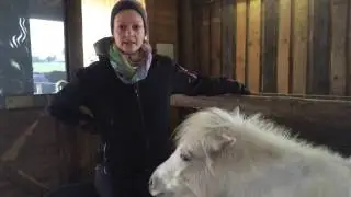 Pony und Gro&szlig;pferd zusammen halten