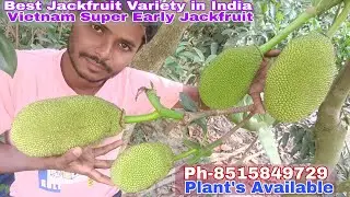 Vietnam Super early pink Jackfruit commercial farming in India || सबसे&zwnj; अच्छी बारहमासी कटहल वियतनाम 