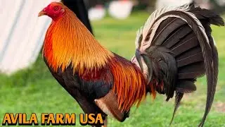 Yellow Leg Hatch Roundhead Blueface Asil - AVILA FARM USA