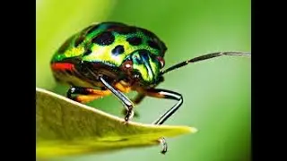 INTRODUCCION A LA ENTOMOLOGIA GENERAL