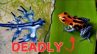 Top 10 Small but Dangerous Animals You Won't Believe Exist!
