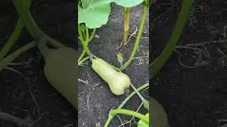 Join me for a tour of my zone 4 garden in August!￼