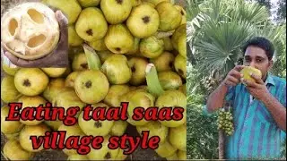 eating taal saas village style /palmyra palm fruit  / how to eat palmyra palm fruit / #shorts